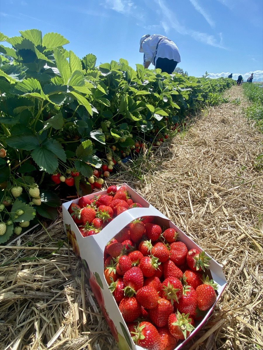 Erdbeerkörbchen auf dem Feld