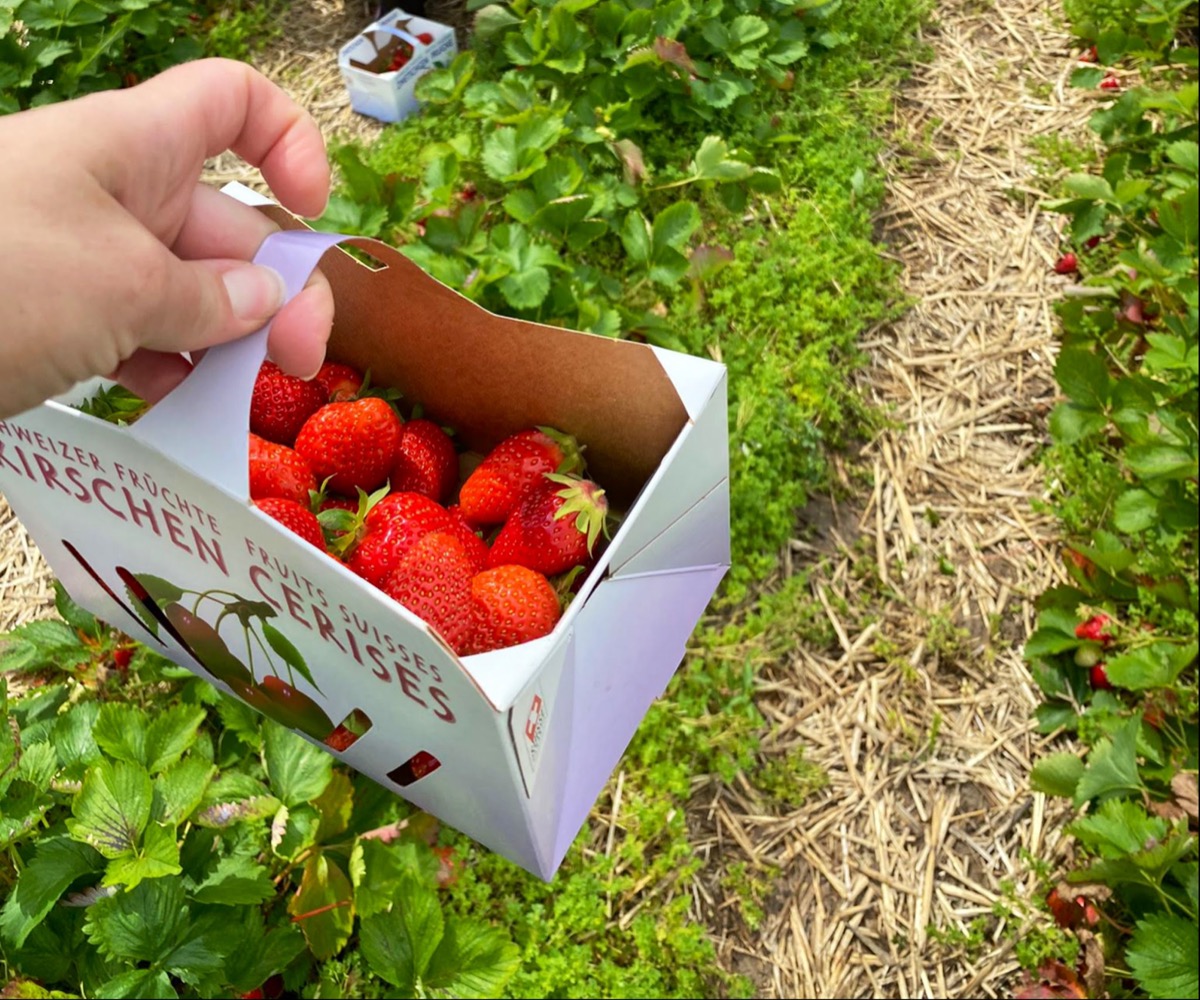 Hand hält ein Körbchen mit Erdbeeren über den Reihen