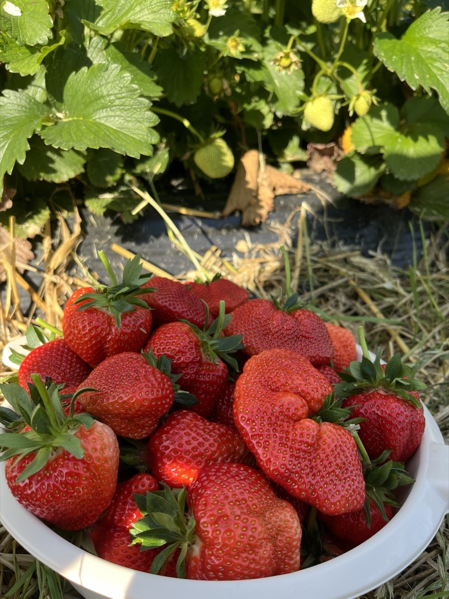 Frische Erdbeeren