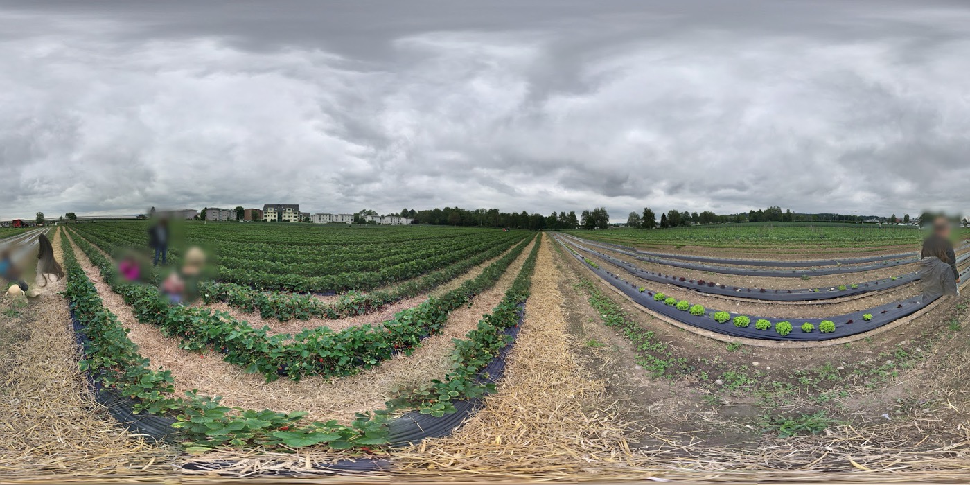 Panorama der Erdbeerfelder