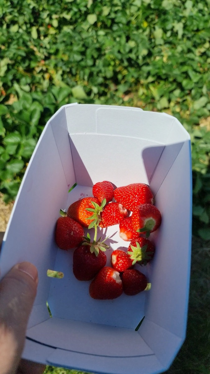 Frisch gefülltes Körbchen mit Erdbeeren